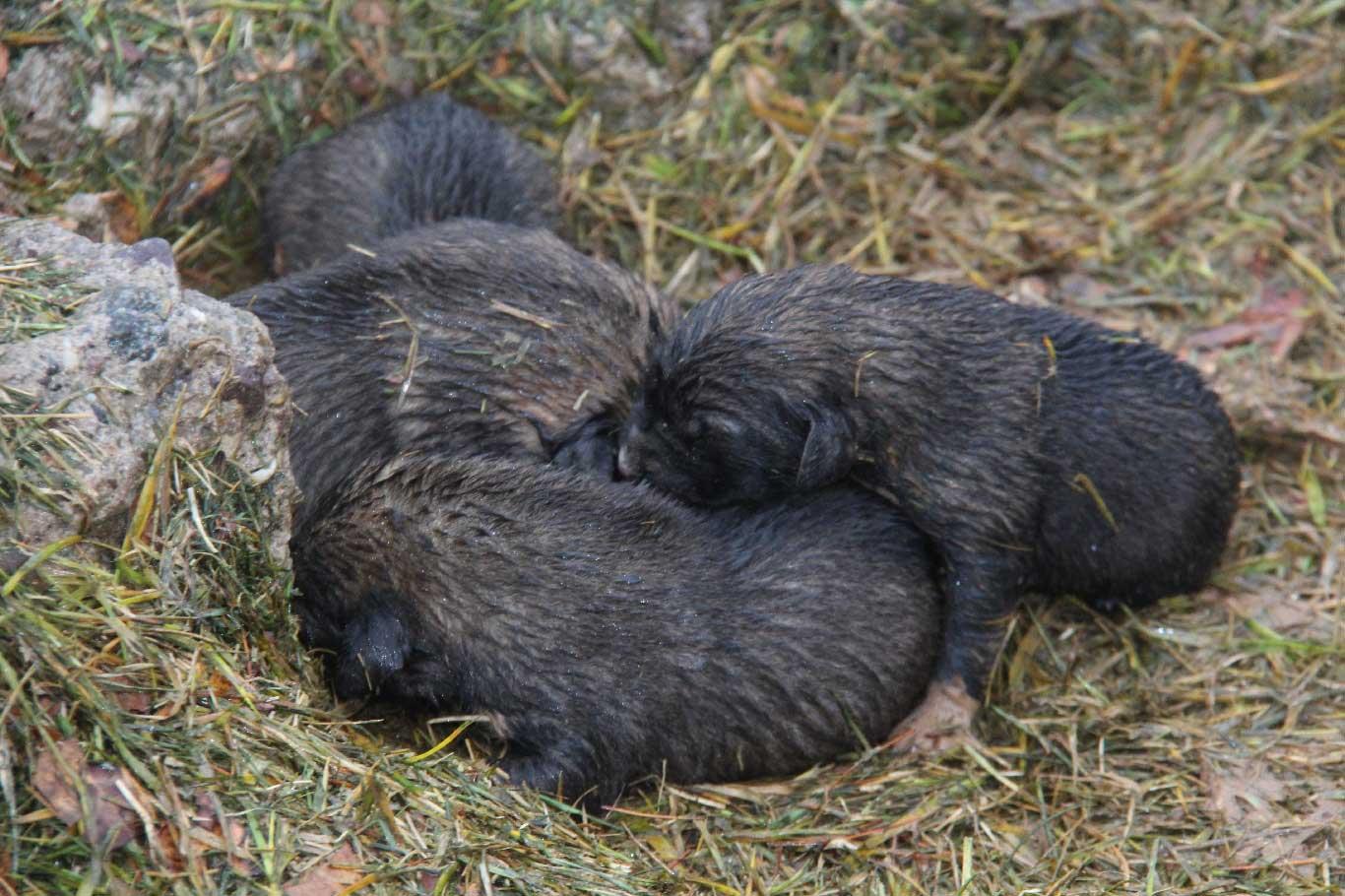 Yavru köpeklerin yağmur ve soğukta yaşam mücadelesi